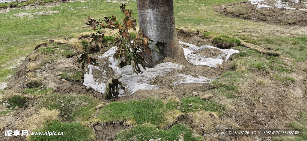 树基与保护膜