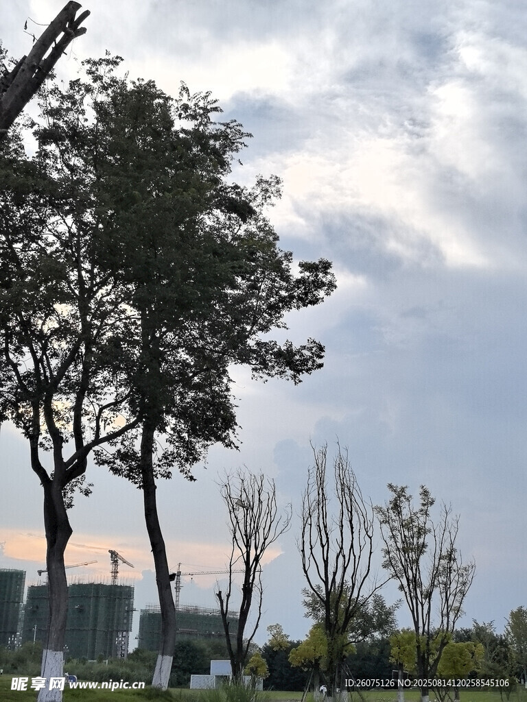 黄昏下的树木景观