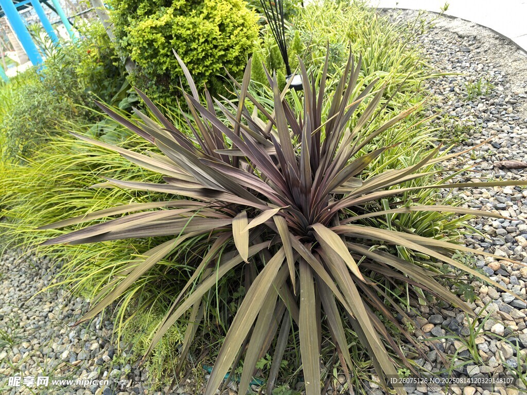 独特紫叶龙舌兰植物景观