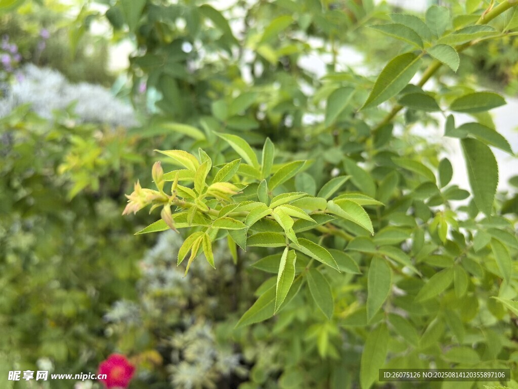 绿叶繁茂的清新植物景观