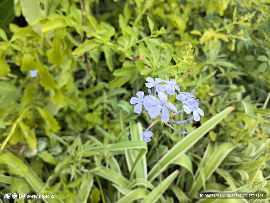 蓝花绽于葱郁绿叶间