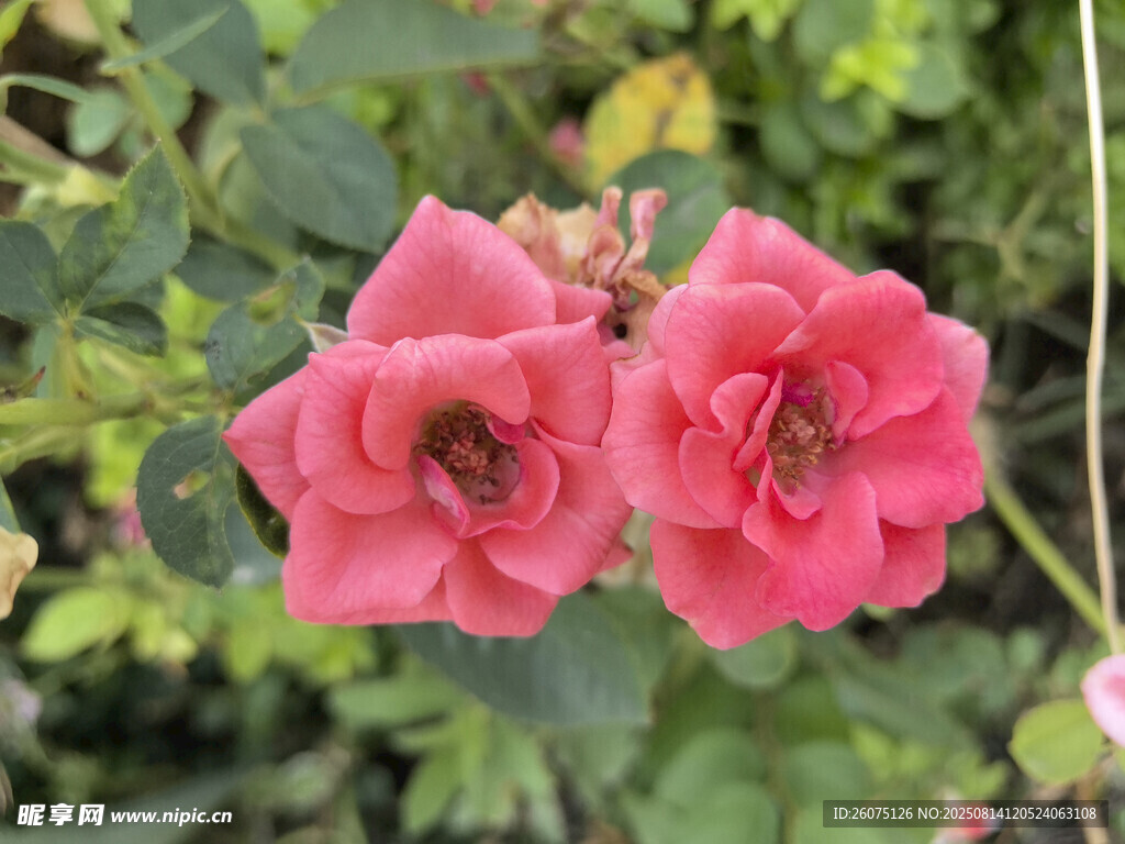 两朵娇艳的粉红色月季花