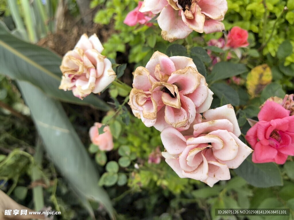 娇艳多彩玫瑰花绽放