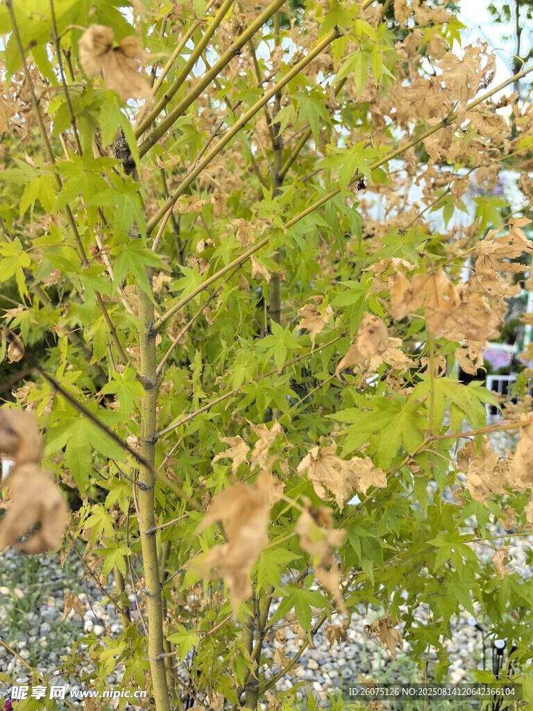 秋日枝头黄绿相间树叶