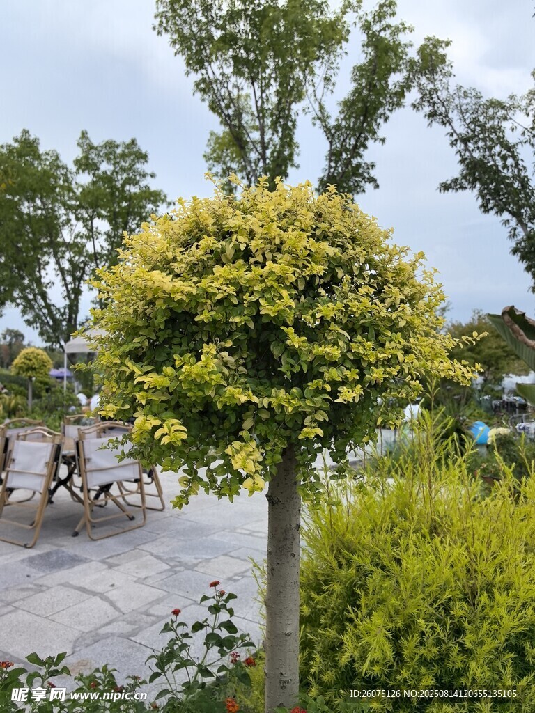 球形绿植装点的户外景致
