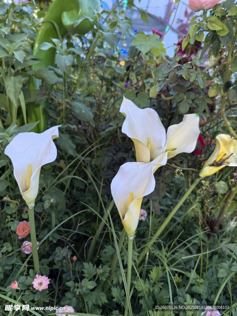 白色马蹄莲绽放于草丛