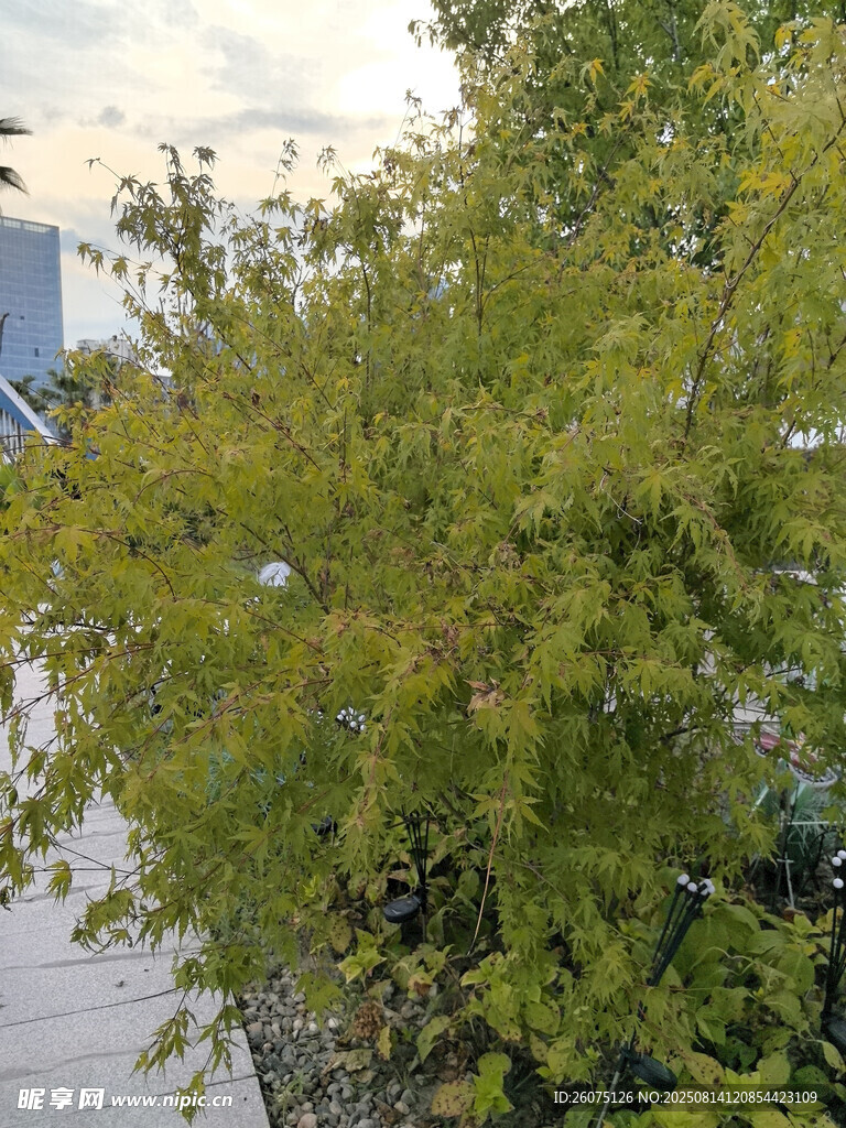 绿叶繁茂的户外绿植景观