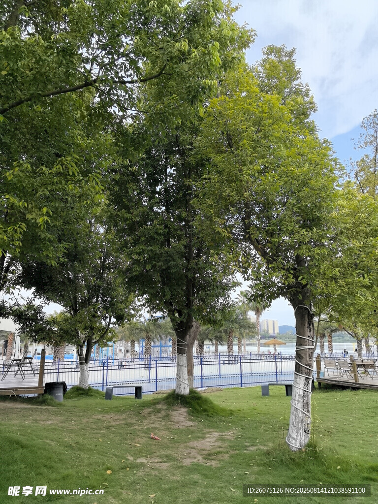 城市公园绿意盎然的景致