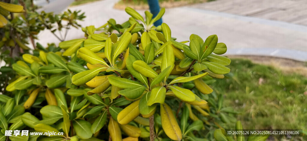 绿色枝叶特写