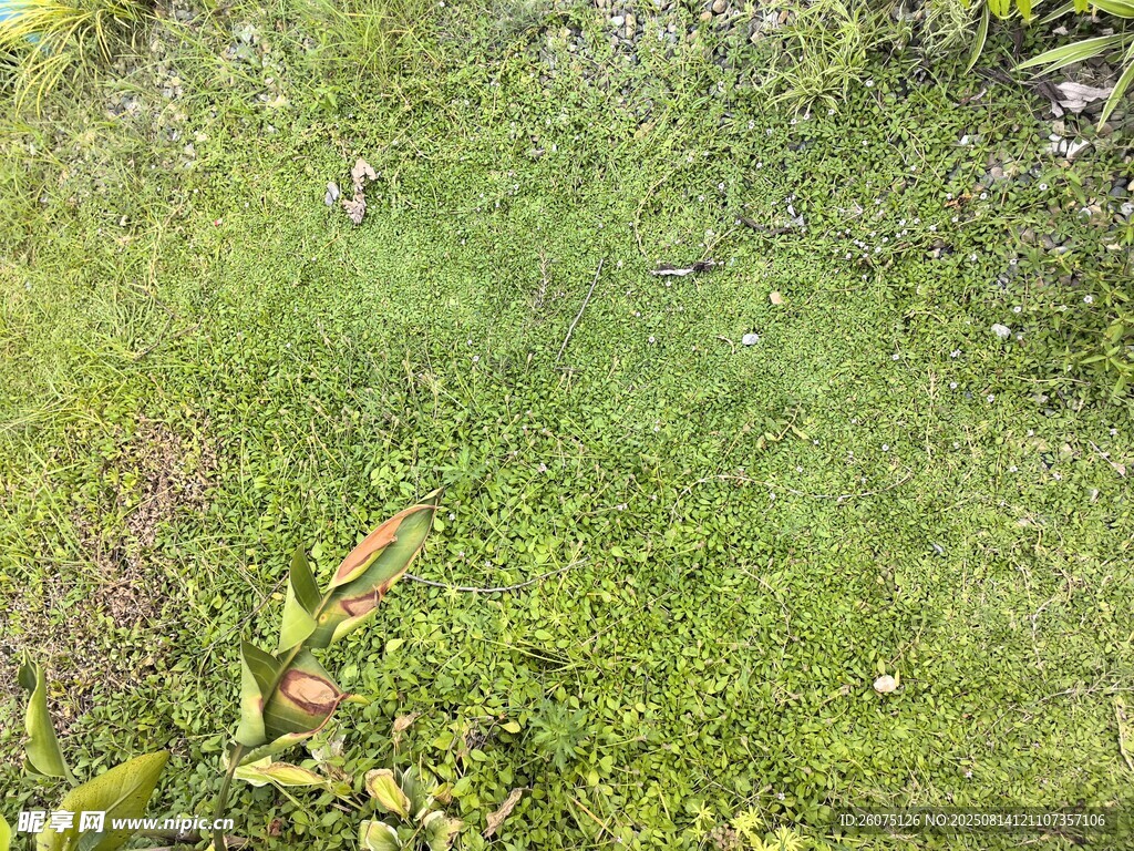 绿意盎然的草地景观