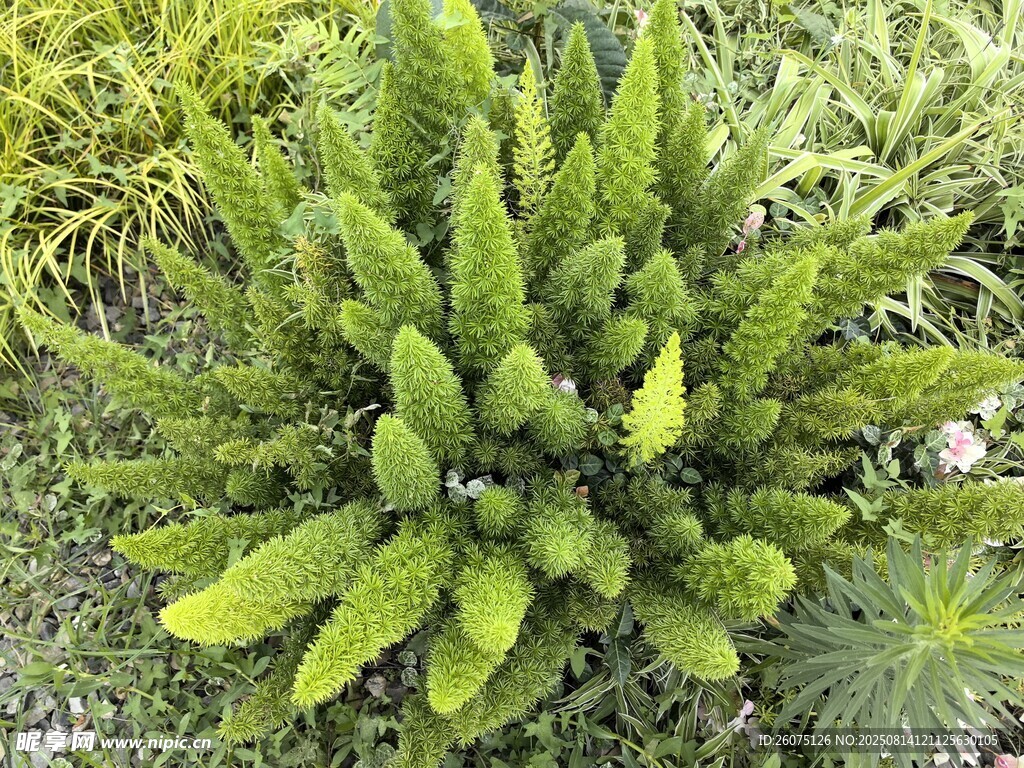 翠绿蕨类植物生机盎然