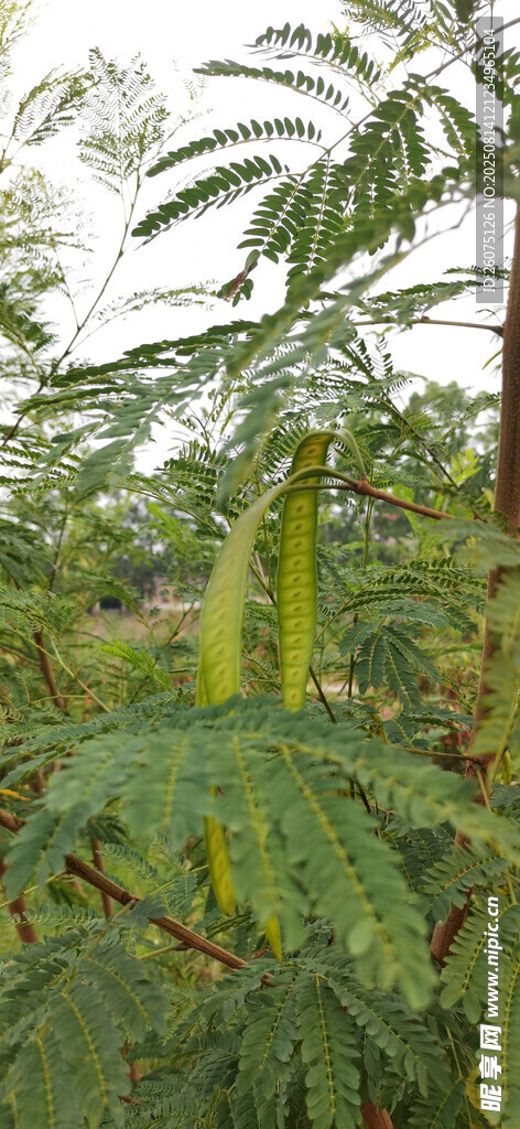 茂密丛林中的长荚植物果实