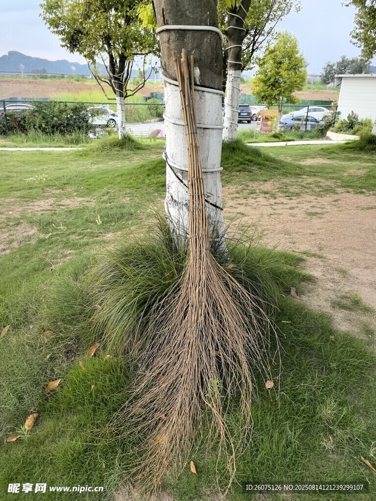 树干旁放置的扫帚清洁工具