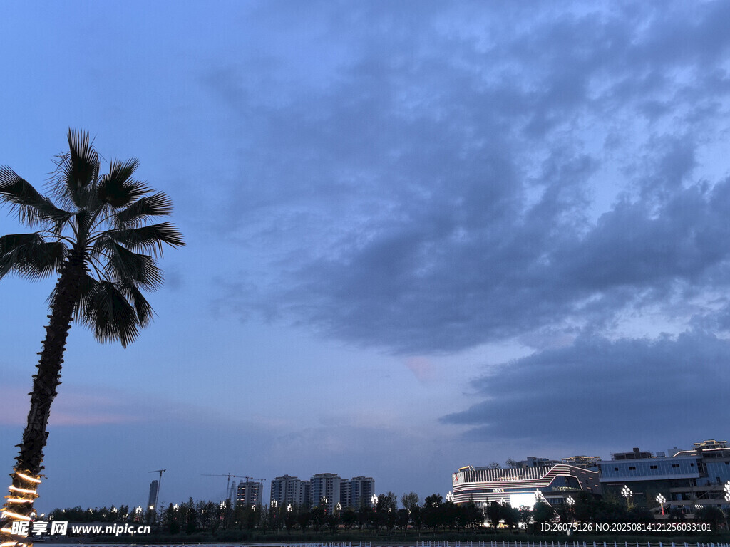 海边棕榈树与城市天际线