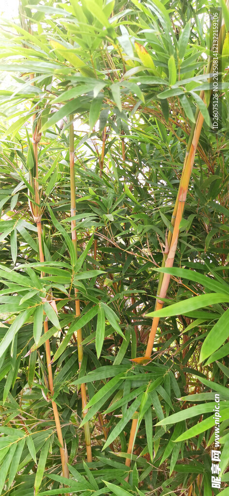 翠绿竹林景致
