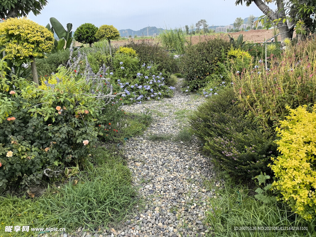 花园小径绿植环绕美景