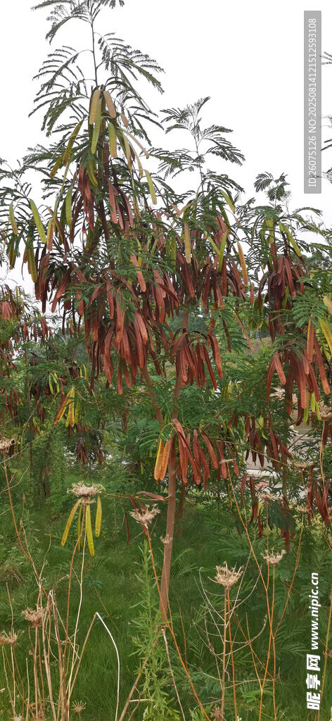 枝头垂挂的鲜艳植物果实
