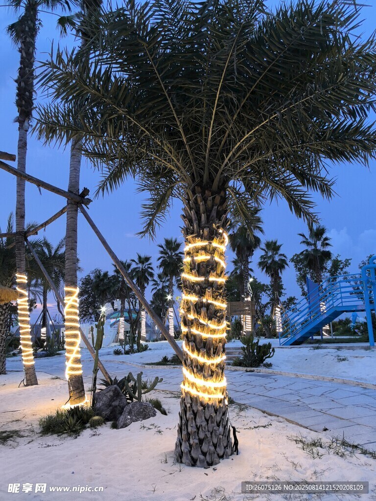 夜晚沙滩上装饰灯带的棕榈树