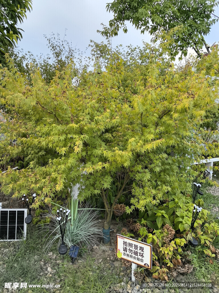 翠绿繁茂的户外植物景观