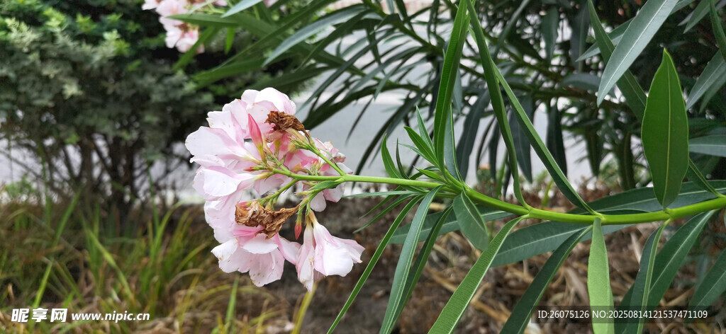 娇艳绽放的粉色夹竹桃花卉