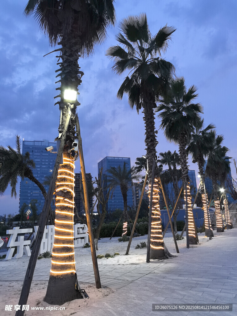 海滨夜景下的棕榈树景观