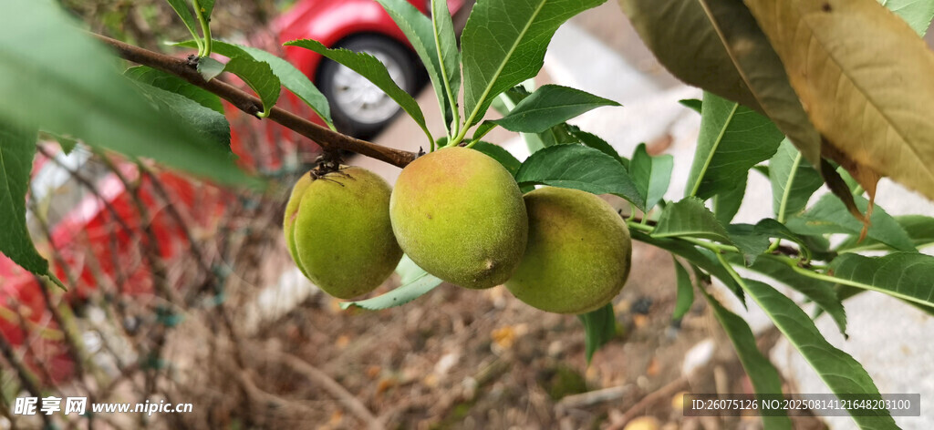 枝头青桃绿意盎然