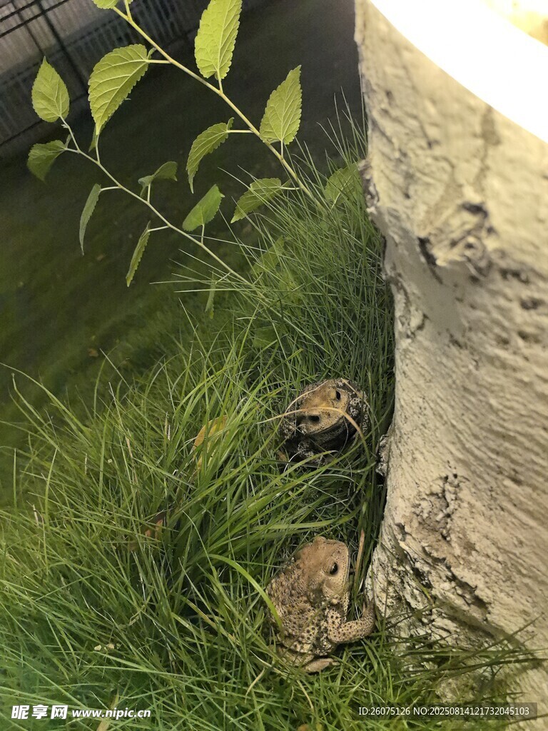 树干下草地与两只蟾蜍