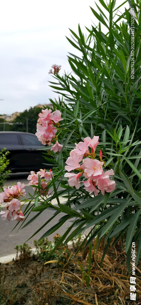 岸边绽放的粉色夹竹桃