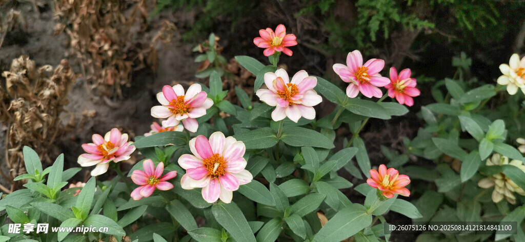 多彩金鸡菊花卉绽放绿意间
