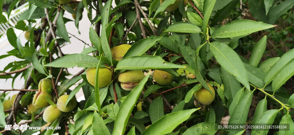 枝头挂果的繁茂桃树