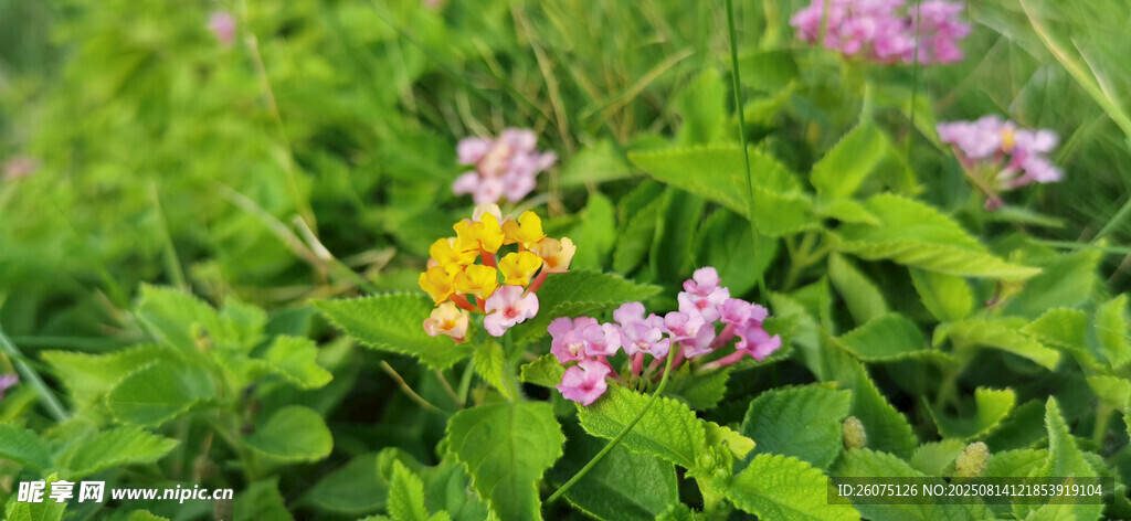 草丛中的多彩小花