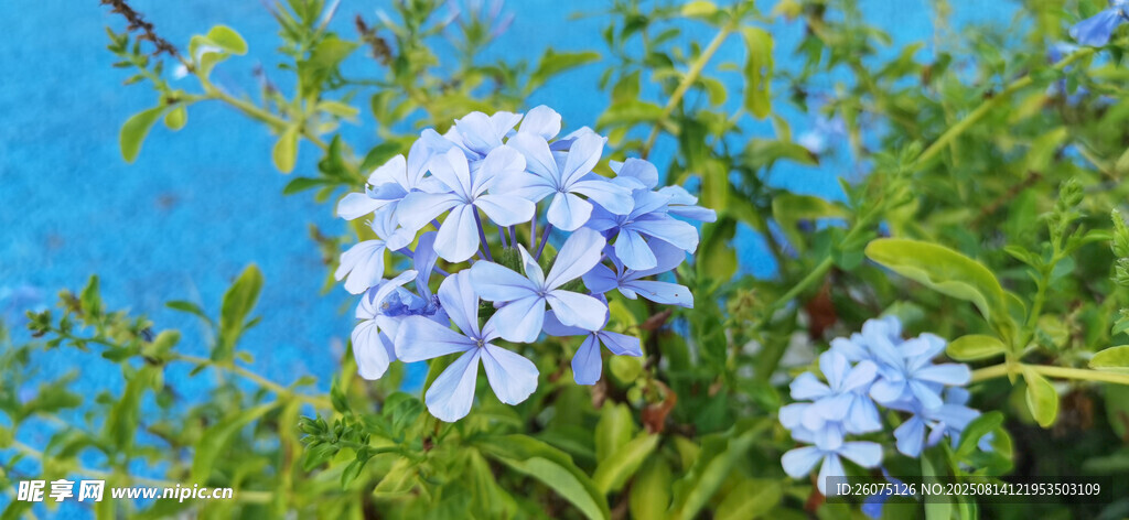 蓝雪花绽放于绿意间