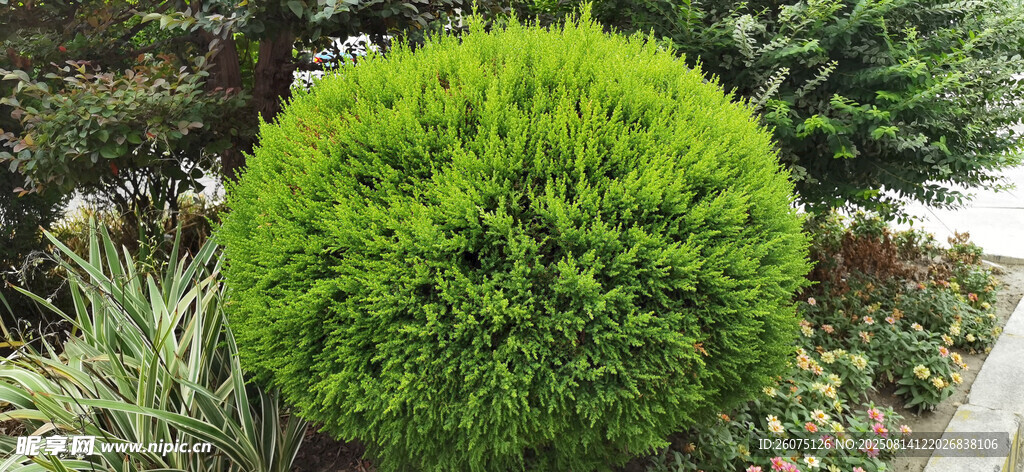 球形绿植清新自然之景