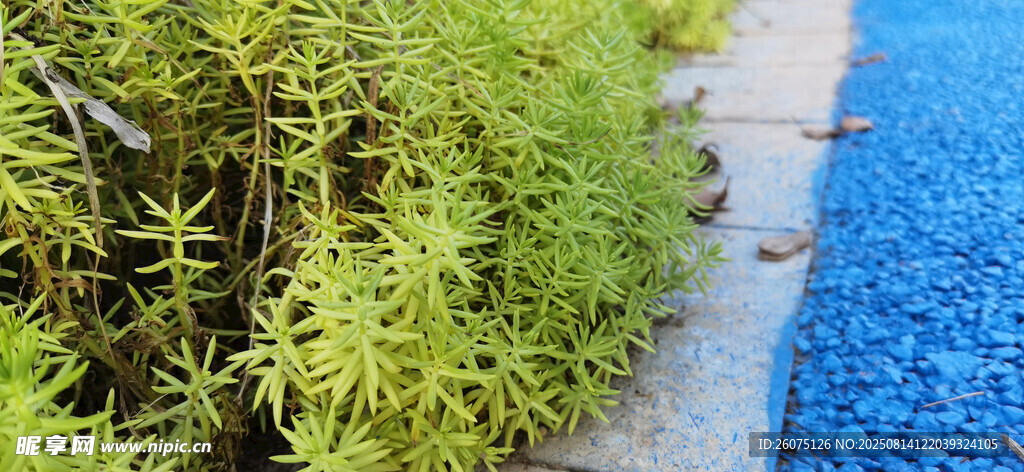 翠绿植物与蓝色地面景观