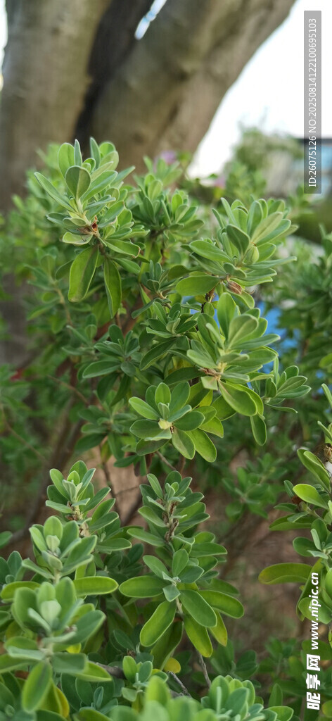 翠绿繁茂的灌木枝叶