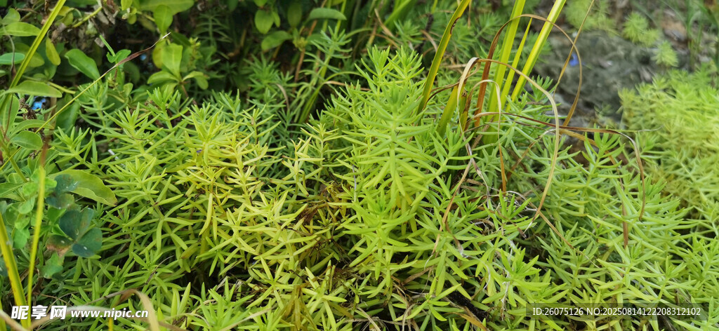 翠绿丛生植物特写