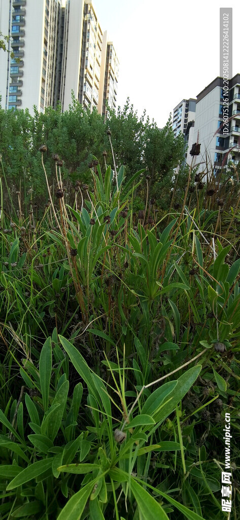 城市边的茂盛绿色植物
