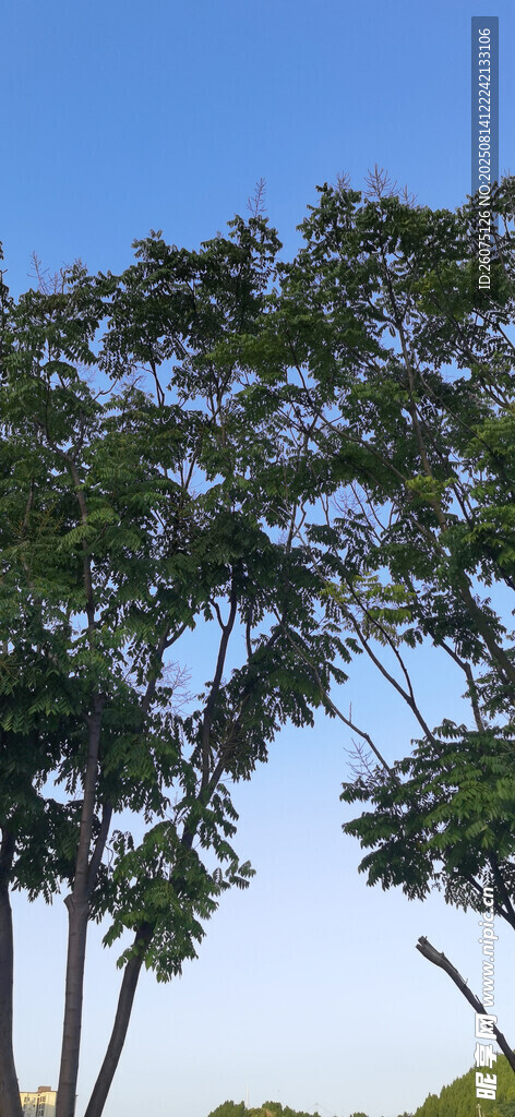 蓝天映衬下的葱郁树木