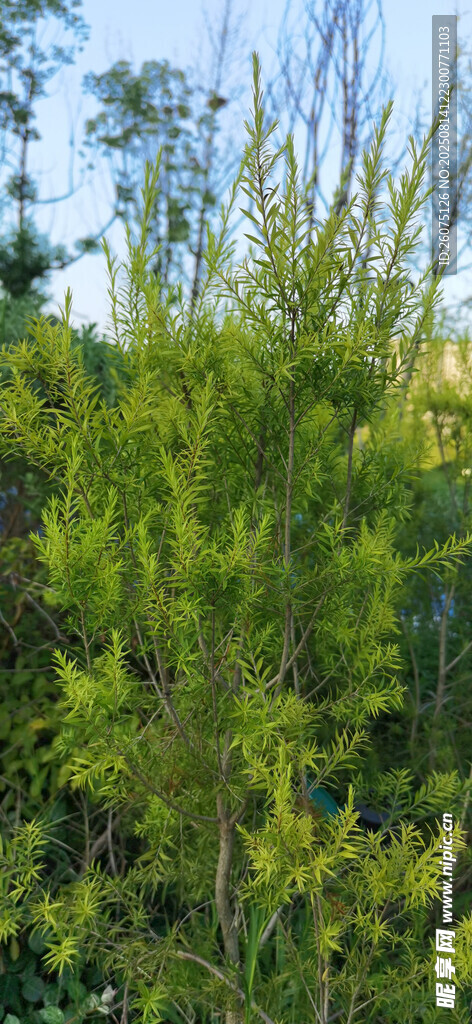 茂密针叶绿植景观