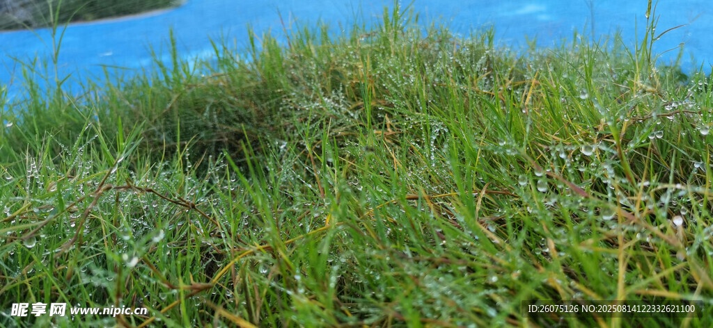 蓝色步道旁繁茂青草与水珠景观