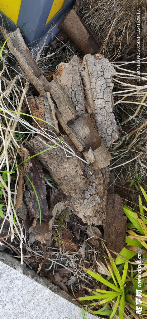 树皮与杂草景象
