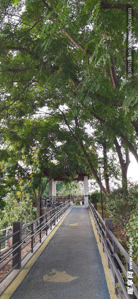 林间漫步道绿意盎然