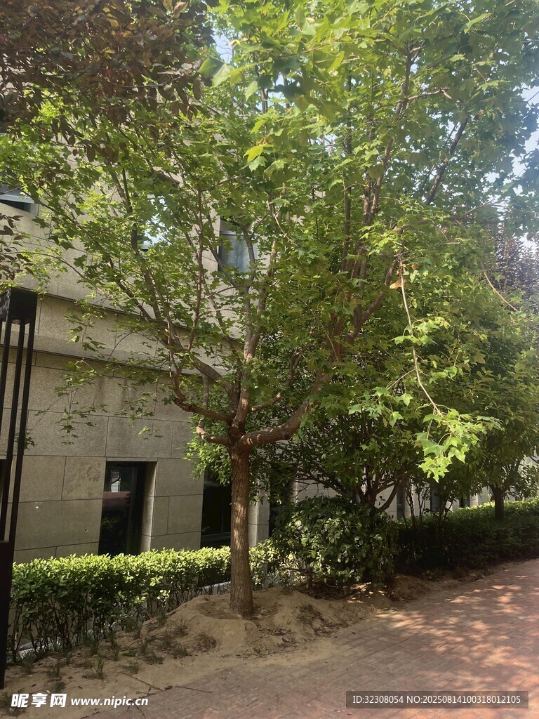 庭院绿树环绕的静谧一角