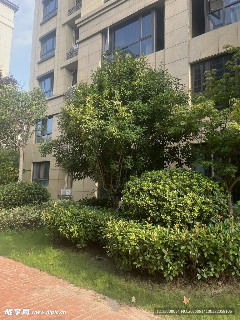 住宅楼旁的绿植景观