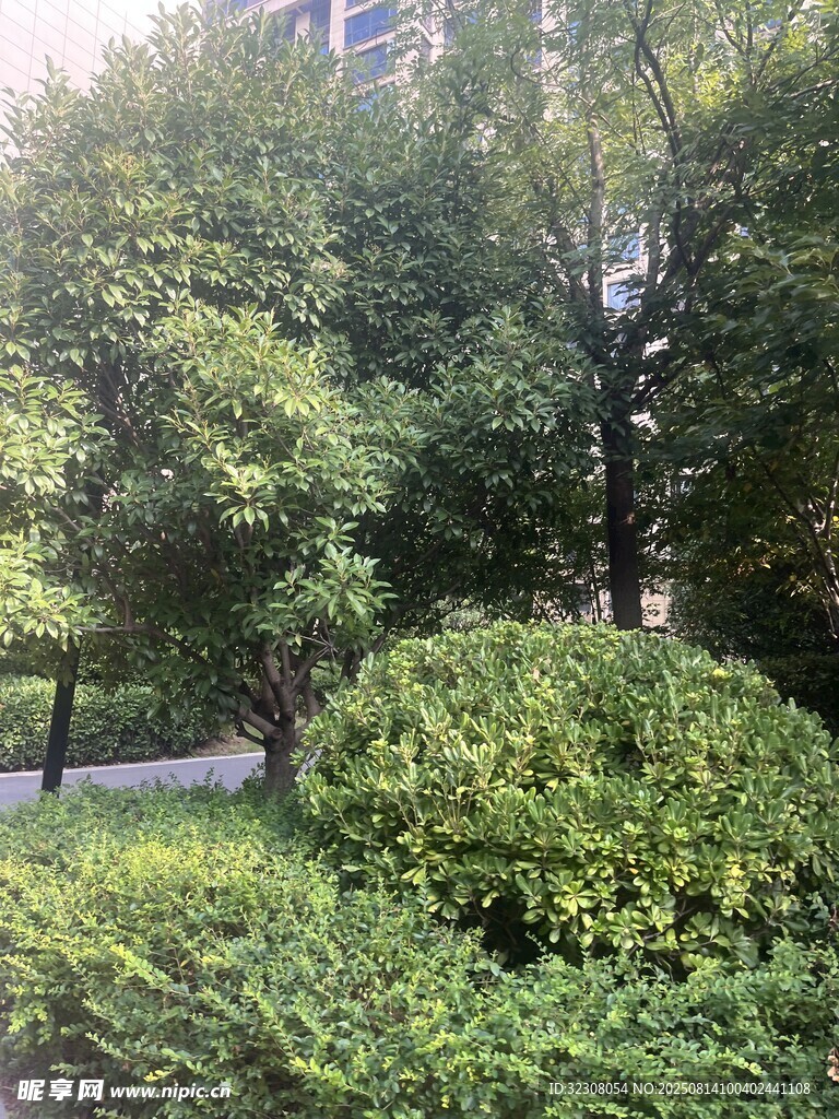 城市中的绿植景观