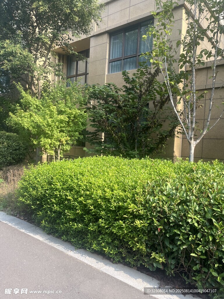 路边绿意盎然的灌木景观