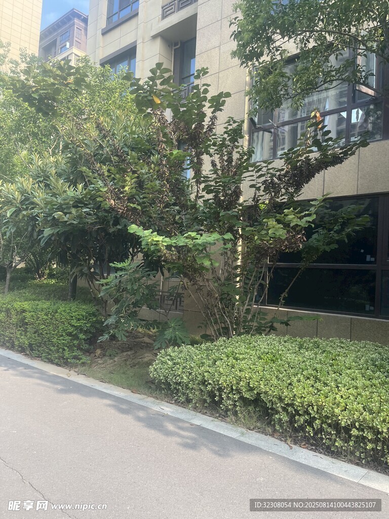 小区路边绿植景观