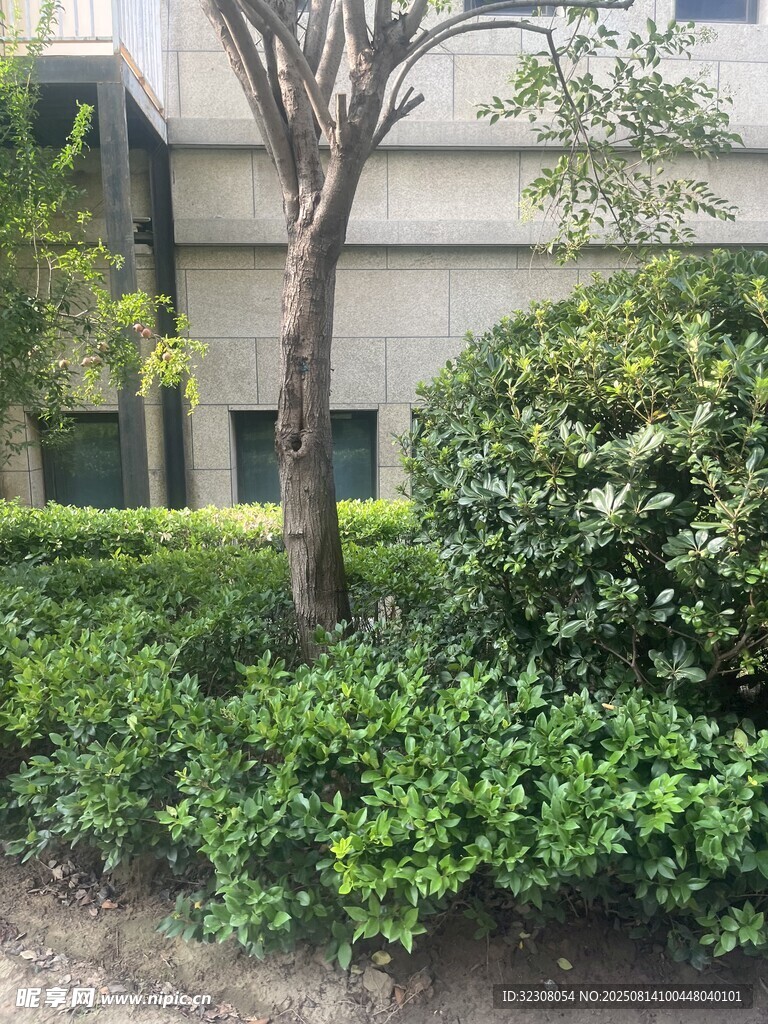 庭院绿植景观