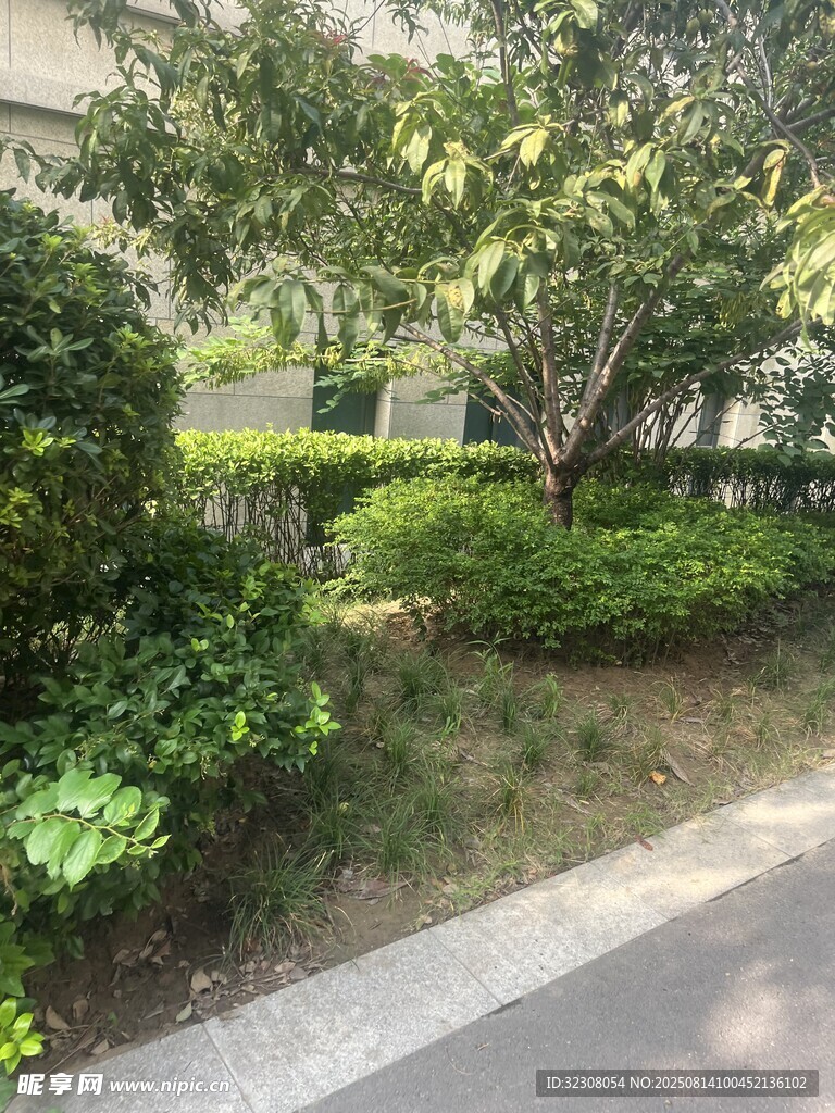 路边绿意盎然的绿植景观