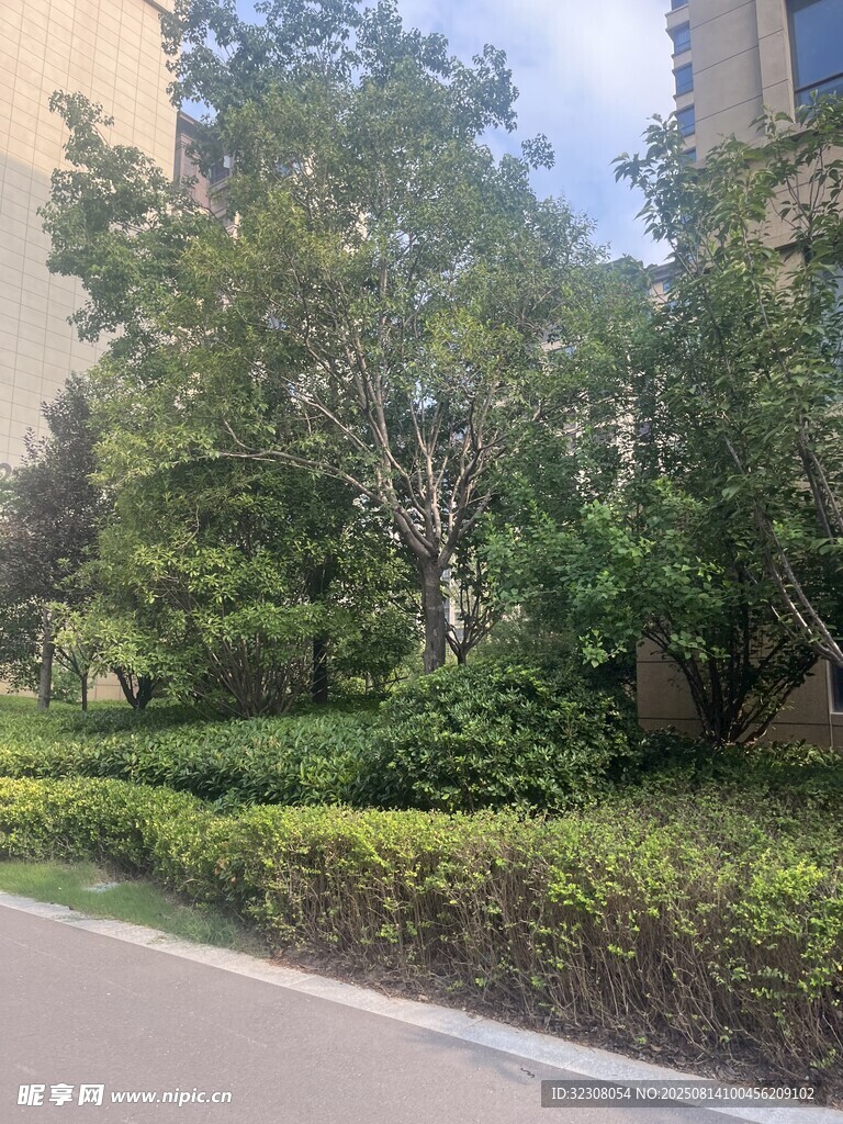 路边绿意盎然的绿植景观